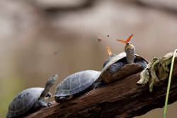 blazepress:  A Pair of Butterflies Photographed