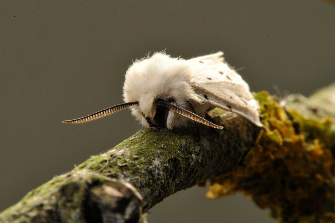 andantegrazioso: Spilosoma lubricipeda or White Ermine  or the cutest moth ever |