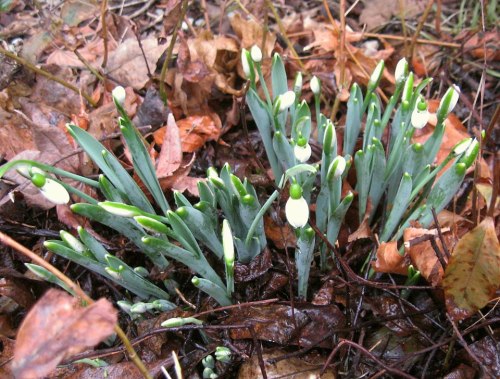 This morning along the south wall of the house.