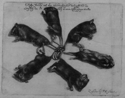 chaosophia218:  Rattenkönig (Rat King), 1683.Rat kings involve a number of rats intertwined at their tails, which become stuck together with blood, dirt, ice, or feces—or simply knotted. The animals reputedly grow together while joined at the tails.