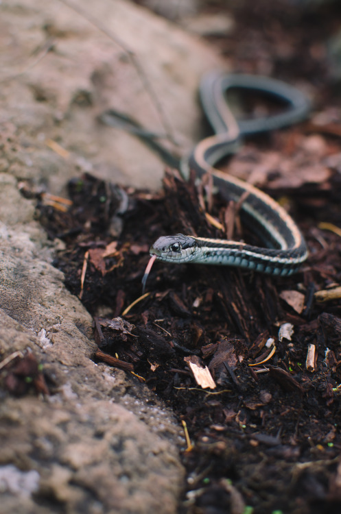 Garter Snake