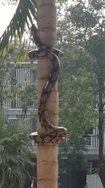 xxxnewstitch:  Así trepan las serpientes. 