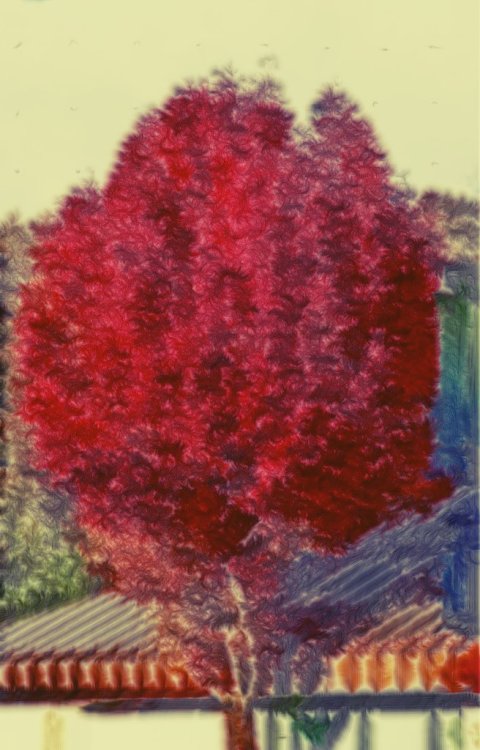 Red Tree No. 5#tree #red #beautiful #pretty #nature #redtree #vibrant #scenery #lush #redtrees(from 