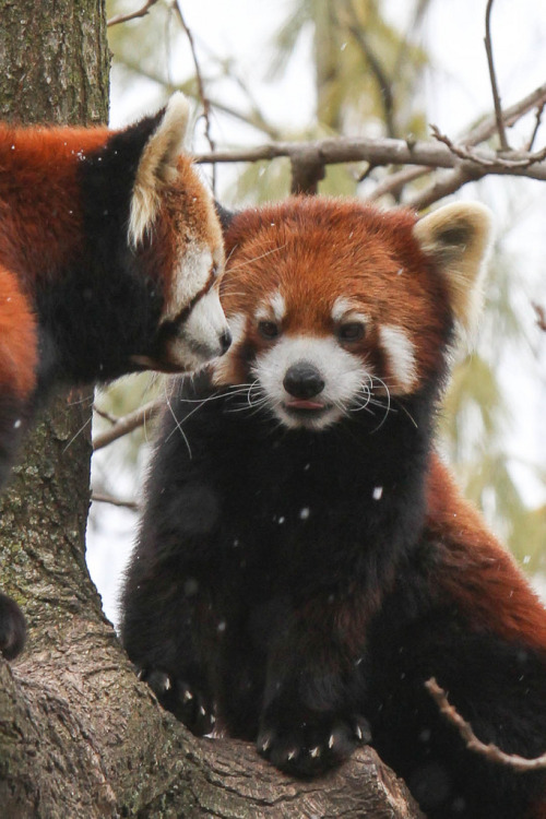 h4ilstorm:  Two Red Pandas Sitting in a tree …… (by Mark Dumont) 