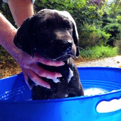 cute-overload:  Puppy’s first bathhttp://cute-overload.tumblr.com