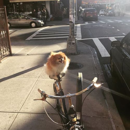bombhoff:www.instagram.com/miathepom/