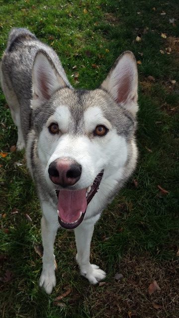 pupcontent:  Orion loves his new flirt pole! It makes for a great way to get his attention for pictures, lol 