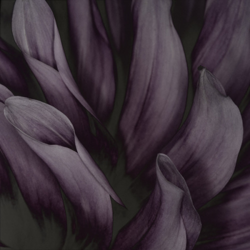 noirdelusion:PLANTS by CARSTEN WITTE