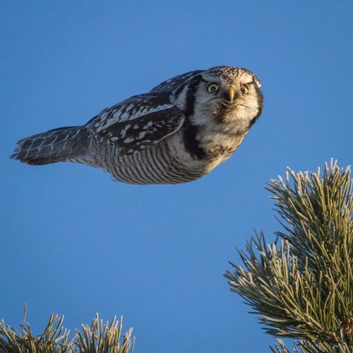 becausebirds:  That look you wish you could give to people on your shit list.