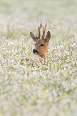 the-hanging-garden:  Roe deer in flower field by Andy Luberti