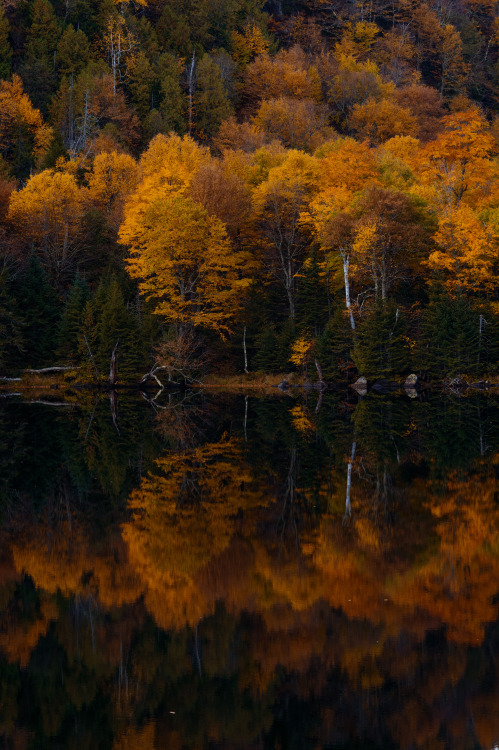 New England Trees in October 