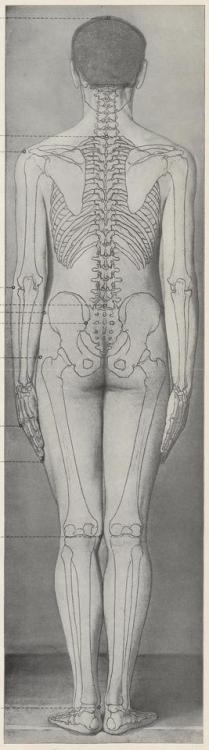 nemfrog - Flesh and bones. Lehrbuch der Anthropologie in...