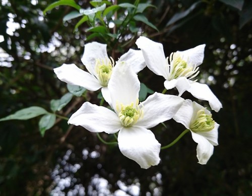 horticblog - White Clematis montana flowering in Andover,...