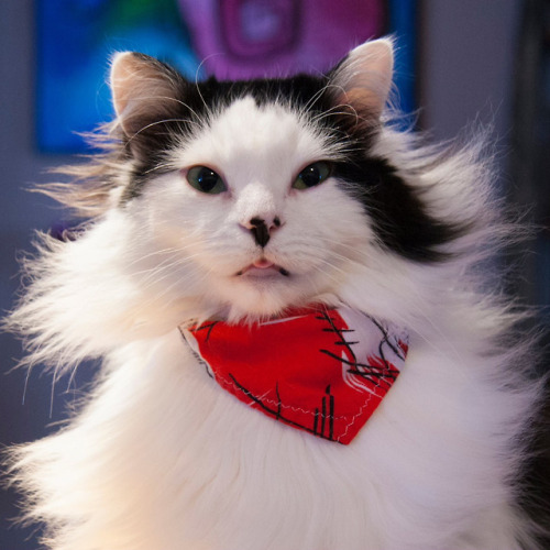 theoreocat:A collection of bleps