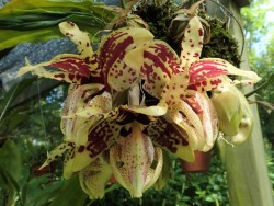 orchid-a-day:  Stanhopea tigrinaSyn.: Stanhopea tigrina var. speciosaJuly 17, 2017 