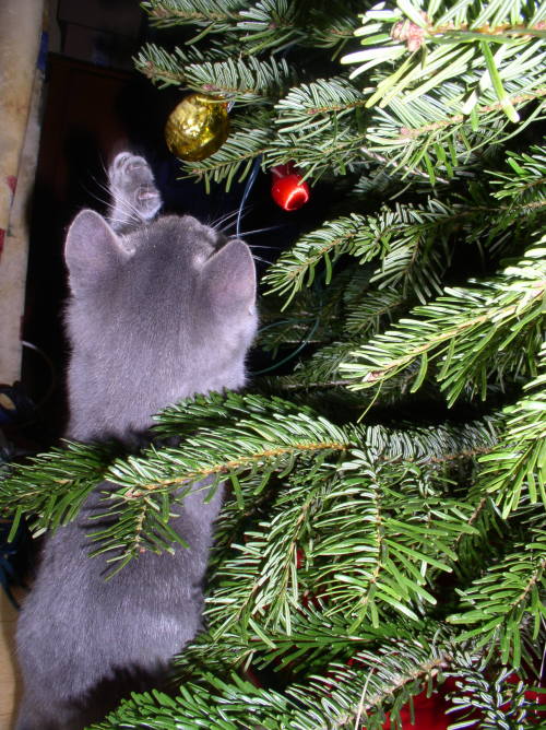 airisu7425:Let’s dive into the Holiday Season! (Both the kitten and the tree survived the stunt.)