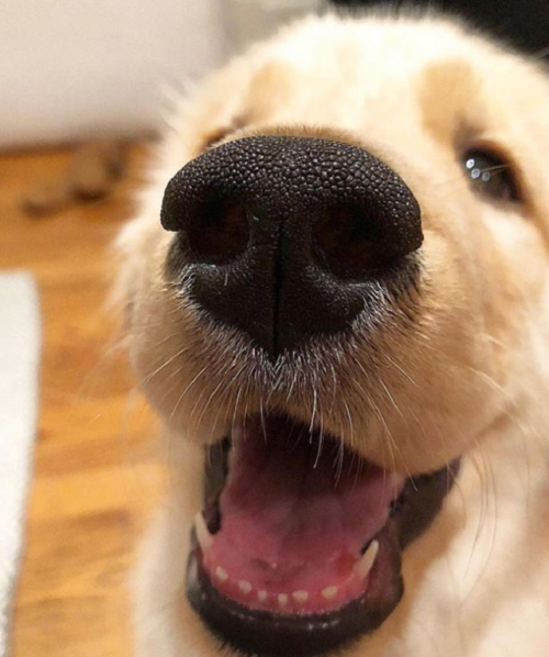 endless-puppies: Boop the snoot K lindooooos