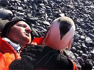 sizvideos:  Baby Penguin Hug Video 