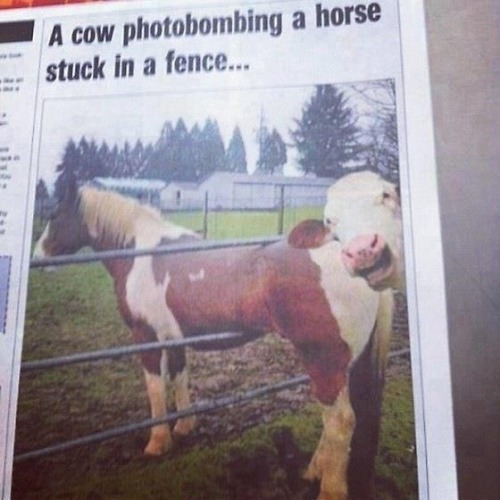 imagehaha:  The news, here in Australia 