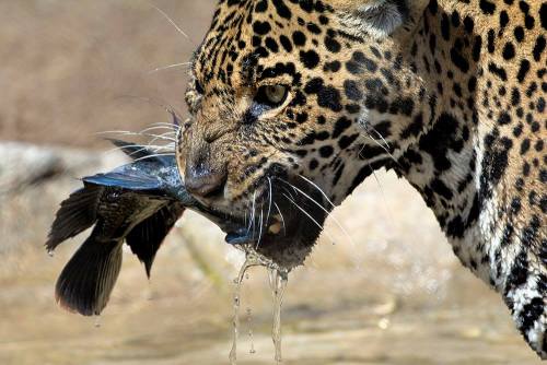 katarnarmor: sdzoo: How to catch a fish in 4 easy steps by Nindiri the jaguar (pics by Nancie Cunnin