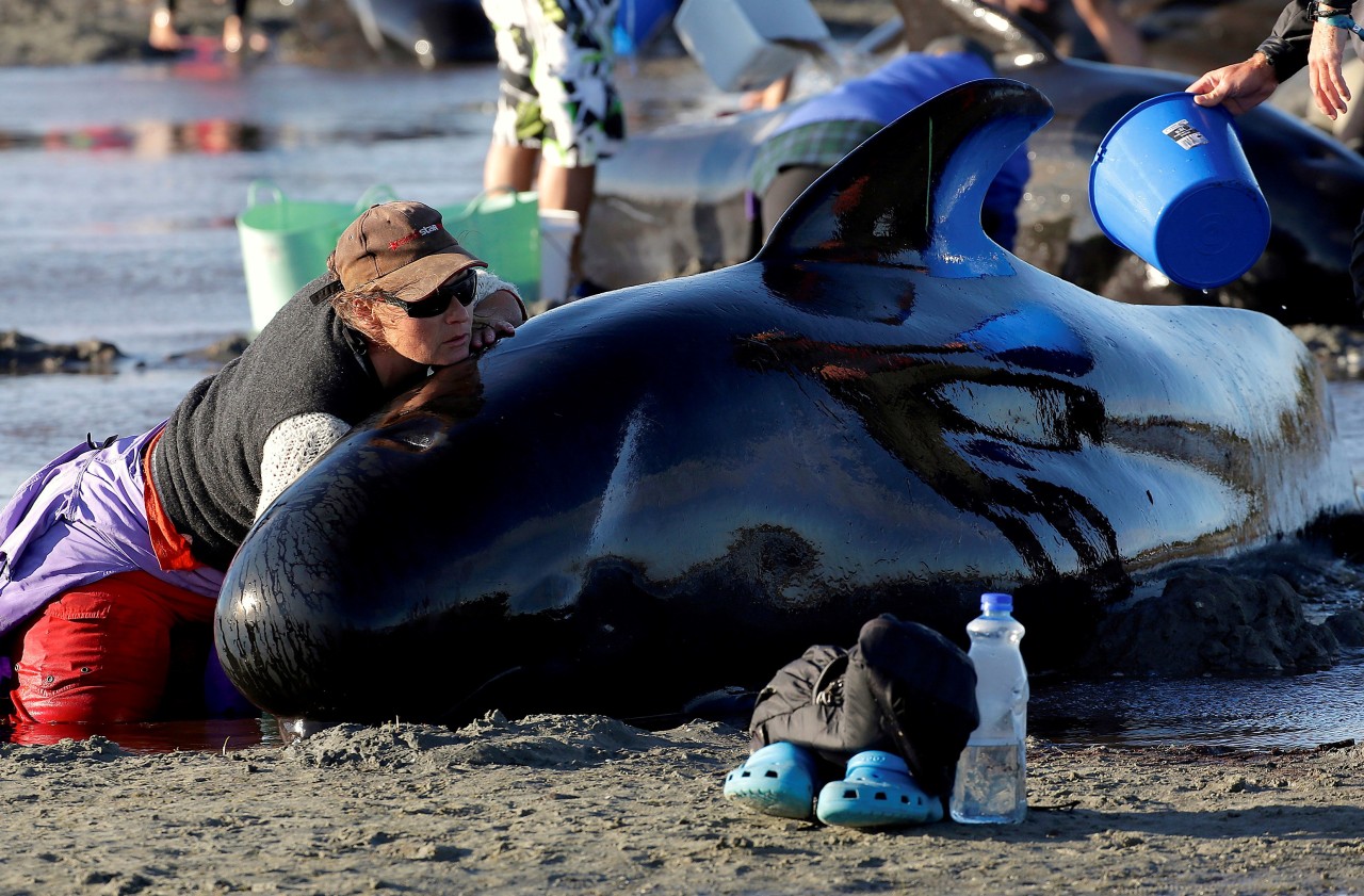 Cientos de ballenas encalladas en la costa de Nueva Zelanda.
Más de 400 ballenas encallaron este viernes en una playa de Nueva Zelanda y la mayoría murió a pesar de los esfuerzos por salvarlas. Andrew Lamason, portavoz del departamento de Medio...