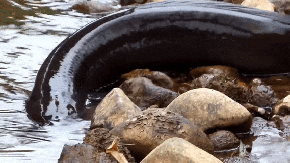 seatrench:  New Zealand Longfin Eel (source) 
