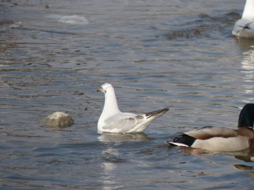 ユリカモメ　black-headed gullマガモ　Mallard duckTown Birds ～ 街の鳥 ArchiveTown Sparrow ～ 街のすずめ　Archive