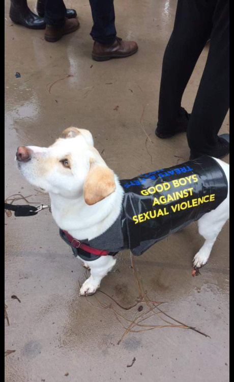 abomination-of-gender:   gayforemmagoldman:   abomination-of-gender:   gayforemmagoldman: i trust him this is what a male feminist should look like   the other side says “treats and pets, not trump and pence”   GOOD SHIT 