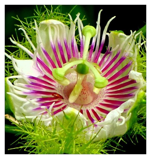  Passion flower appreciation post 