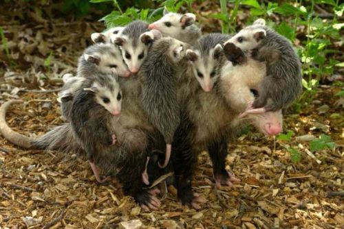 possumoftheday:Today’s Possum of the Day has been brought to you by: A big family!