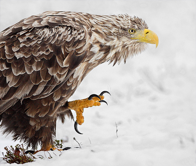 funnywildlife:  White tailed eagle by Thorbjørn Riise Haagensen on Flickr.   there’s