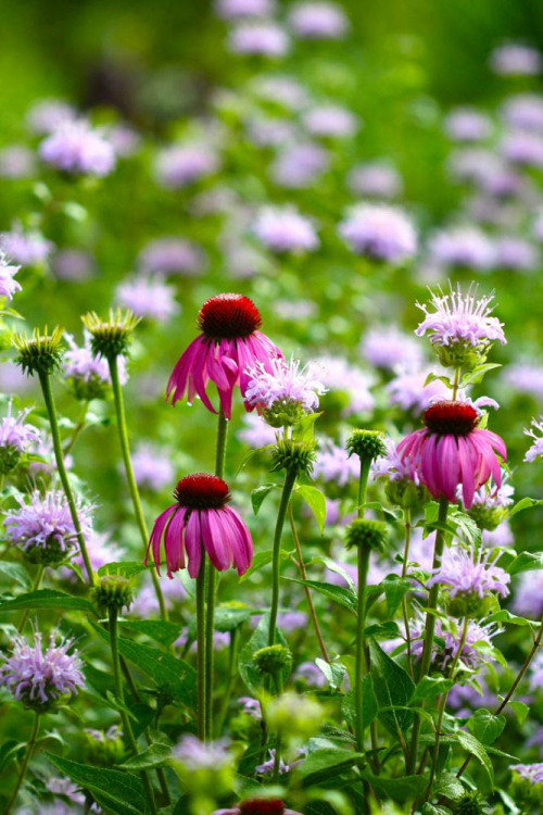 “Echinacea purpurea growing with wild bergamot”