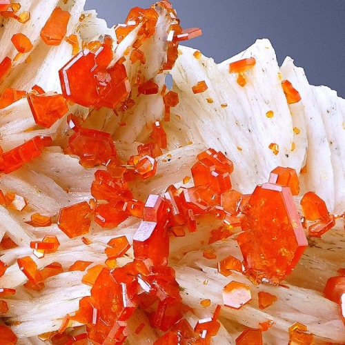hematitehearts: Vanadinite on BaryteLocality: Mibladen, Meknès-Tafilalet Region, MoroccoSize: