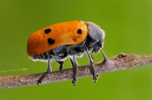 wapiti3: Insect Macro-photography by Bonali Giuseppe