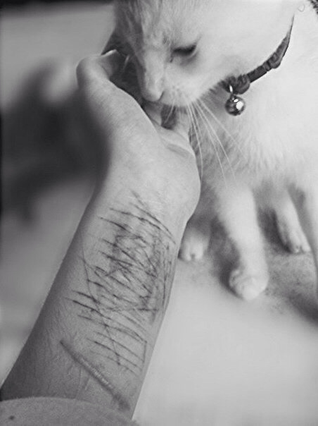 youstupidfuckingwhore666:  Cats so cut(e). on We Heart Ithttp://weheartit.com/entry/98983132/via/Mlikplin