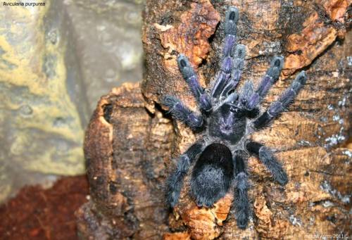 vampyrofelisinfernalis:  What a beautiful fucking arachnid! *gets massive spider boner*  http://www.arachnophiles.co.uk/forum/showthread.php?16342-mcluskyisms%99-photo-thread/page2