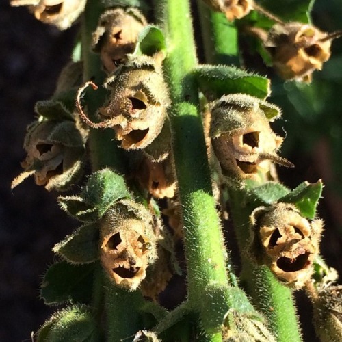 kochamchleb:Snapdragon seed pods.