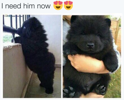 babyanimalgifs