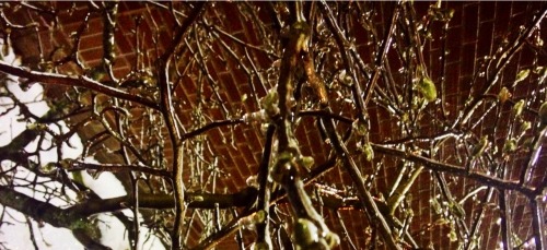 wellankitman:woah, making this picture of frozen branches horizontal messes with how I see the world