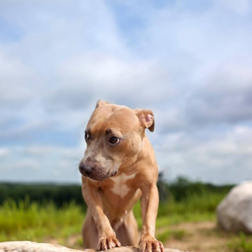 handsomedogs:Dogs find hope in Shannon Johnstone’s lens.The North Carolina-based photographer uses h