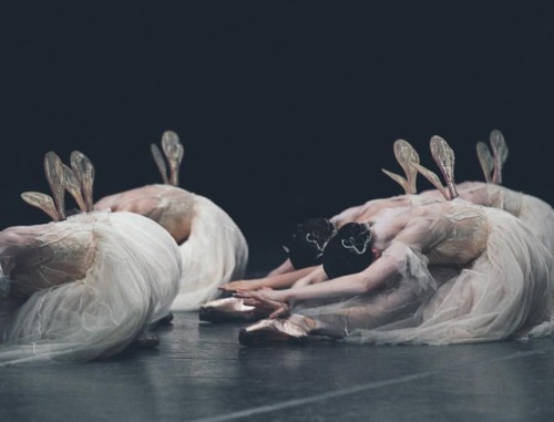 strechanadi: Royal ballet Giselle Photo: Karolina Kuras