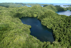 sixpenceee:  Jellyfish Lake, PalauThe Jellyfish Lake, located on Eil Malk island in the Pacific country of Palau, is home to more than ten million jellyfish. (Source)