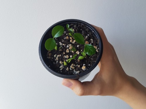 First photo: when I transplanted some blood orange seeds from the plastic bag I germinated them in (