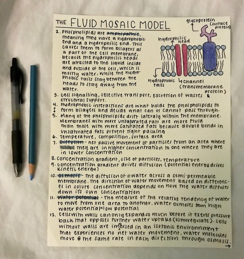 audreys-notes:  cell membrane notes for ap bio sorry about the crappy lighting - I wanted to get a p