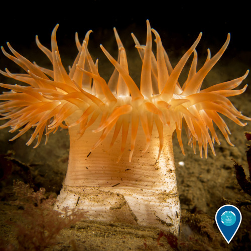 Feeling mesmerized by this sea anemone?Olympic Coast National Marine Sanctuary protects a productive