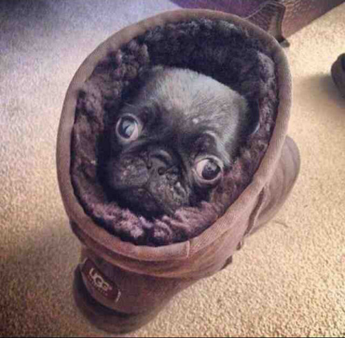 cuteanimalspics:  A pug in an ugg (Source: http://ift.tt/1GfS1WW)      (via TumbleOn)