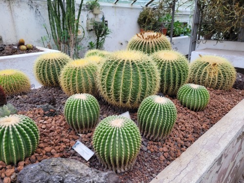 Sorry Everyone I Couldn't Get Around To Art Today, Personal Things So Here's Some Plants, I'll Be Back