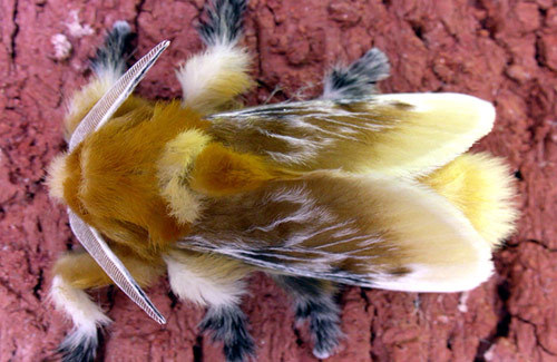 biomedicalephemera: biomedicalephemera:  Southern flannel moth - Megalopyge opercularis Also known as the “puss moth” or “tree asp” (for its luxurious-looking “fur” and its extremely painful sting, respectively), Megalopyge opercularis is