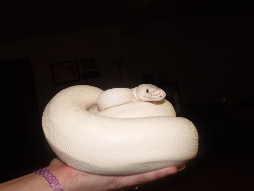 bigasslizard:i-m-snek:Approximately one lump of ice cream.O NO THE LAST PIC