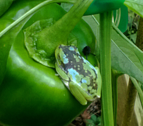 toadschooled:A barking treefrog [Dryophytes gratiosus, synonymous with Hyla gratiosa] displaying uni